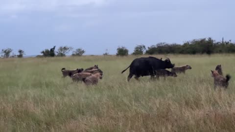 Motherly Defense: Buffalo vs. Hyenas 🐃🦁