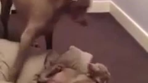 Combativo cachorro de Weimaraner le roba la cama a su hermana mayor