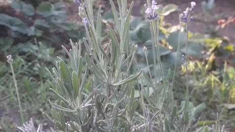 Lavender blooms