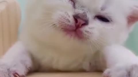 Sleepy cat (so cute)