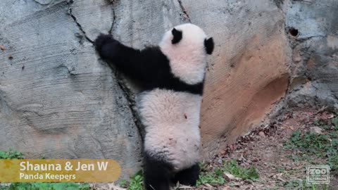 Panda Cubs Ya Lun and Xi Lun: Day 202