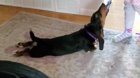 Corn the Basset Hound Loves Being Pulled Around During Tug of War