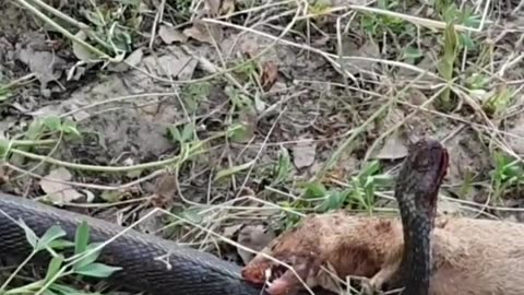 A mongoose and a black cobra snake are fighting in the forest #thatmoment