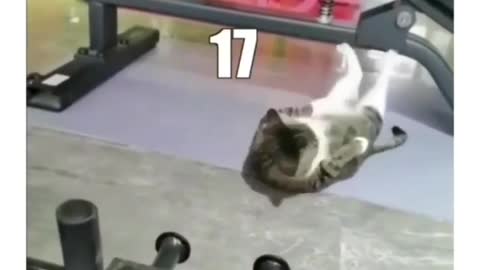 Cat funny video part-77