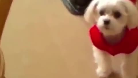Funniest Dog Video #Shorts - Cute and Funny Dog Video |Funny Animal Video Compilation|