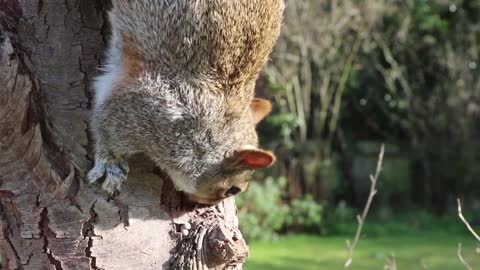 Squirrel is eating