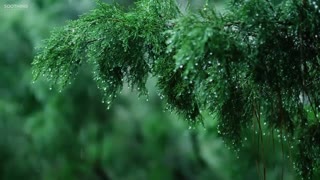 Relaxing and gentle RAIN music