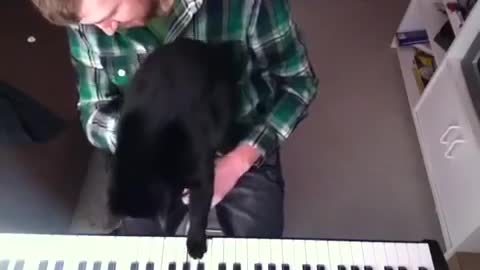 musical kitty helps play the bass notes in "keyboard cat" cover