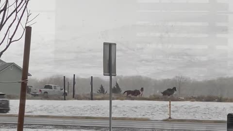 Wild Horses Cross Intersection