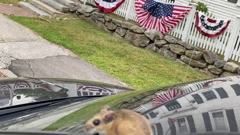 Cute mouse hanging out in my car