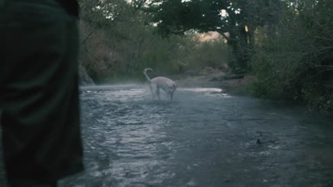 Dog catches a ball in a river