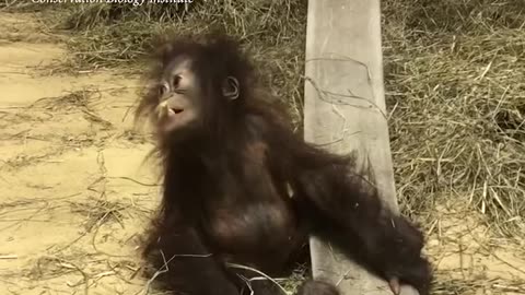 Orangutan Infant Redd Explores His Surroundings