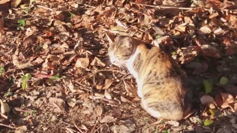 The tabby cat shows off the fallen leaves fashion