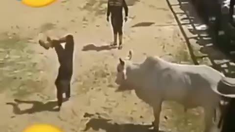 "Unbelievable Bull Pranks: Hilarious Encounters with Man"