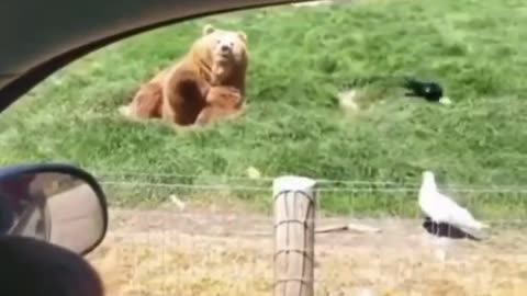 Chill Bear Vibes: Catching Bread Slices Like a Pro!