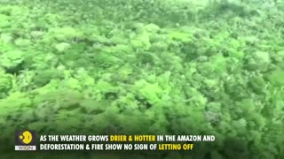 Deforestation in Brazil's Amazon hits record | WION Originals | World News
