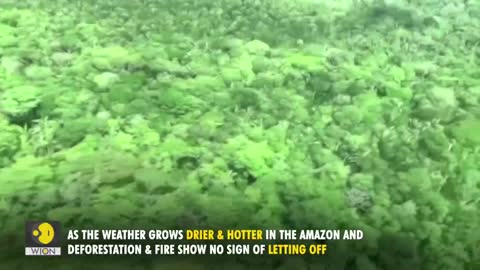 Deforestation in Brazil's Amazon hits record | WION Originals | World News