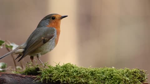 What's the name of this bird?