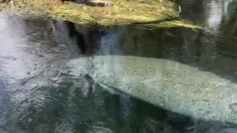 Manatee swimming for the open river to stay warm in the springs