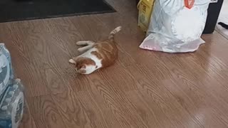 First Catnip!