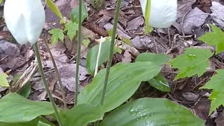 Lady's Slippers