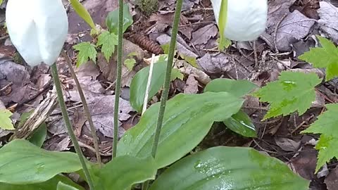 Lady's Slippers