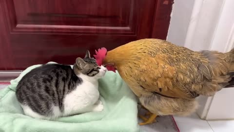 Hens are so bad! The hen wants to sleep with the kitten. Kitten is angry