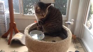 cat drinks water Funny