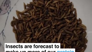 Insects proposed by me World Economic Forum, Deep State and its cabal, edible?