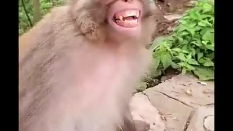 Funny monkey & funny dog video