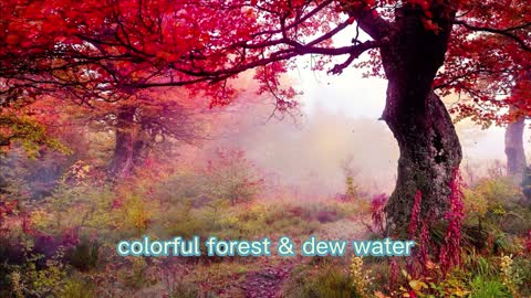 colorful forest and dew water