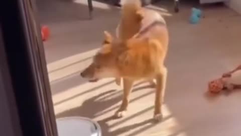 funny dog videos compilation
