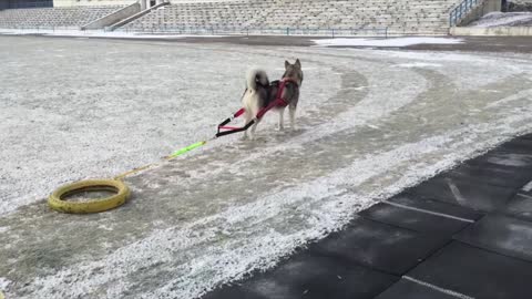 Alaskan Malamute Weight Pulling Training 🐕‍🦺