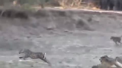 Animal fighting Eagle vs Ouctops