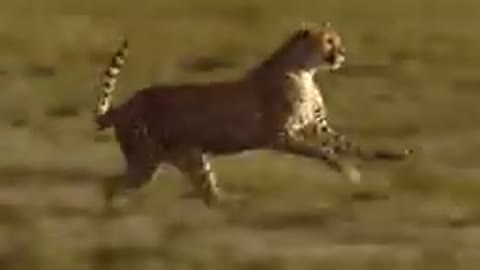 WORLD’S FASTEST ANIMALS FAIL! Grant’s Gazzele Take Down Cheetah With Horns, Lion Hunt Imapala Fail