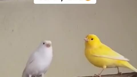 Male Canary Singing for Female😍 #Beauty✨ #Canarybird❤️ #White&#Yellow🤍💛
