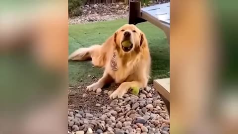 Funniest Animals 2023 😂 Funny Cats and Dogs 😺🐶 Funny Animal Videos #4