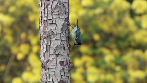 Beautiful bird