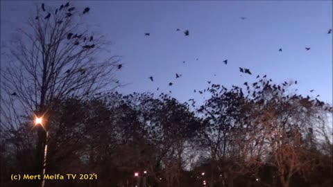 Crows gathering