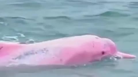 Pink Dolphin?