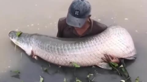 Amazing Fish Fight | Fishing Skill