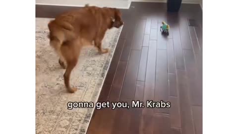 Dog is gets confused over this toy!! viral video 2024