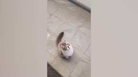 Cute Pet Mishaps: A Compilation of Adorable Bloopers