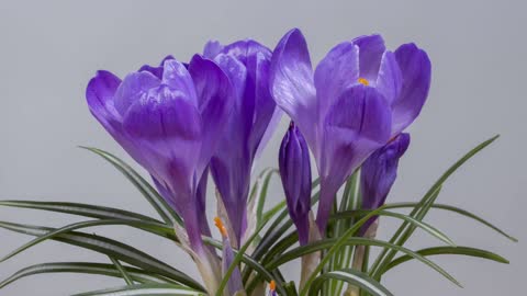 Blooming Flower Time Lapse || Beautiful Crocus|| Magical Relaxing Sound
