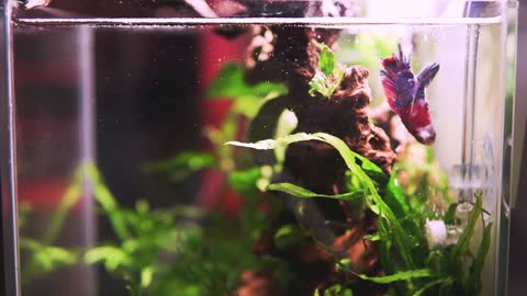 A nano aquarium for Fighter or Shrimp