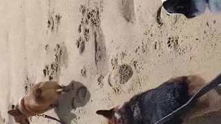 Corgis in the sand