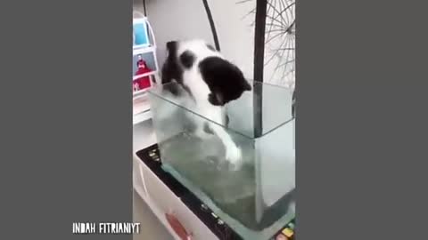 adorable cat funny videos