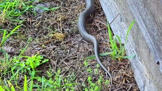 Snake crawling along a woodshed / beautiful reptile in nature.