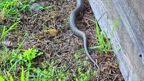 Snake crawling along a woodshed / beautiful reptile in nature.