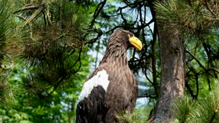 Eagle - animals videos 4K - animals